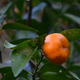 Unknown Fruit